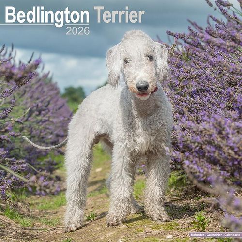 Bedlington Terrier Dog Breed Calendar 2026