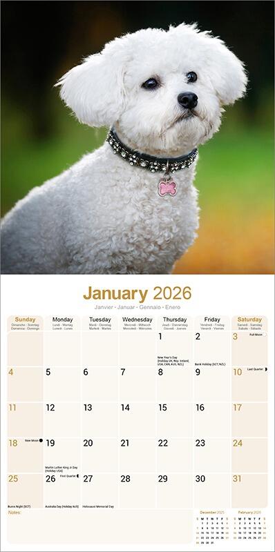 Bichon Frise Dog Breed Calendar