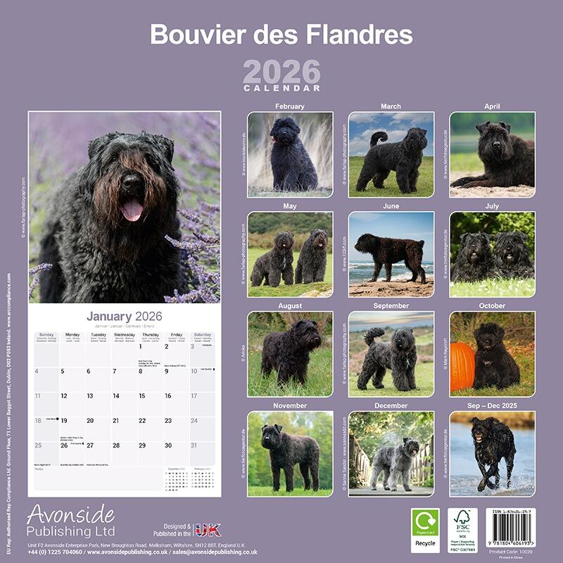 Bouvier des Flandres Calendar Back