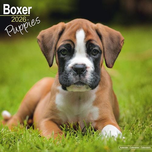 Boxer Puppies Calendar 2026