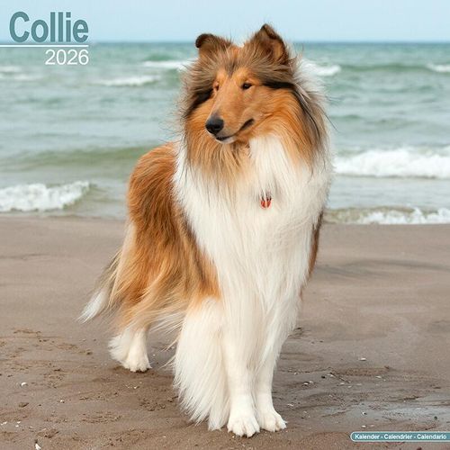 Collie Calendar 2026