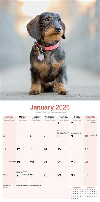 Wirehaired Dachshund Calendar 2026 Planner