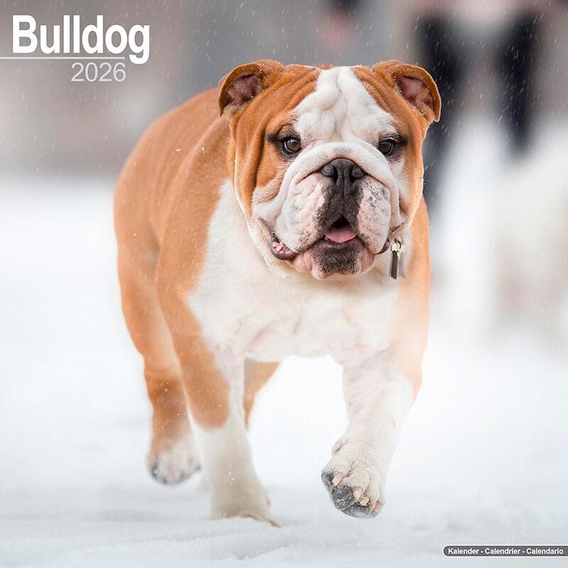 English Bulldog Calendar 2026