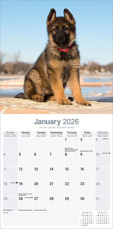 German Shepherd Puppies Calendar 2026 Planner