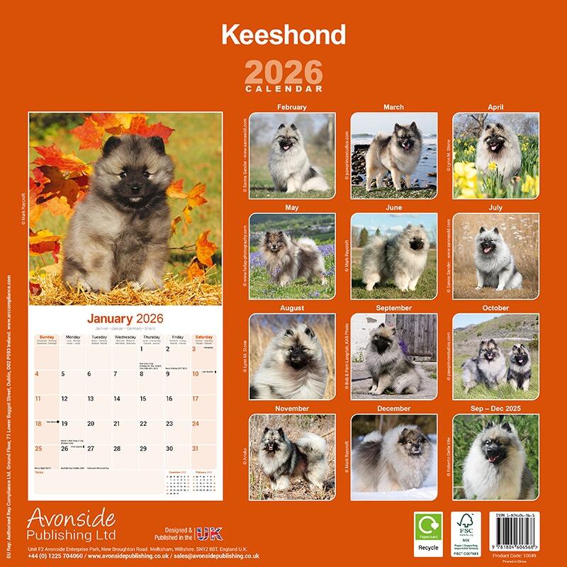 Keeshond Wall Calendar 2026