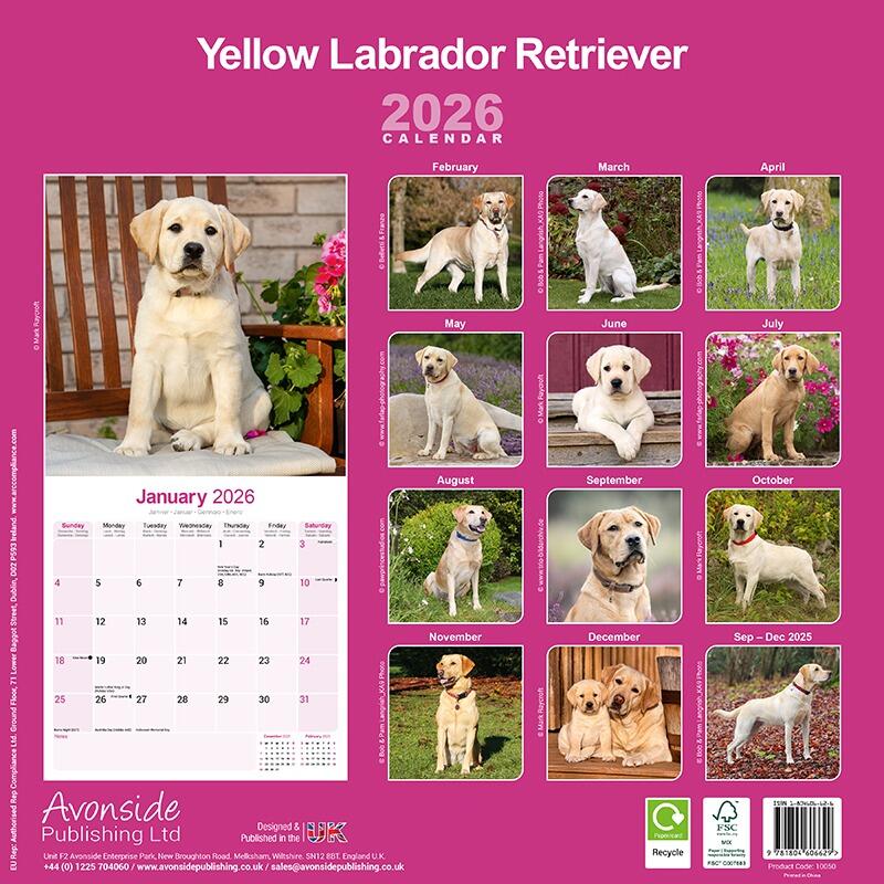 Yellow Labrador Wall Calendar 2026