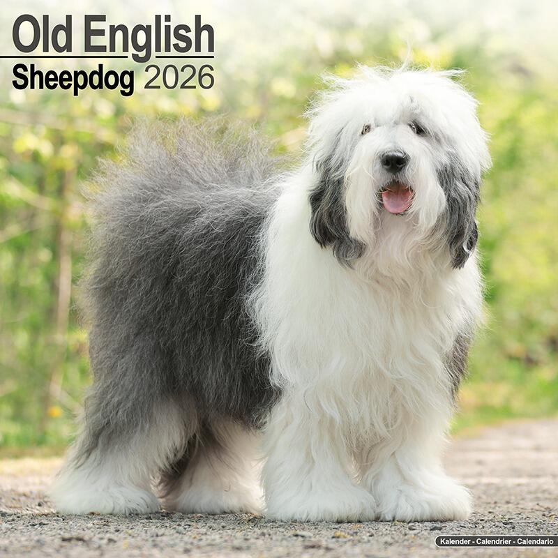Old English Sheepdog Calendar 2026