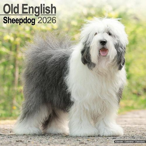 Old English Sheepdog Calendar 2026