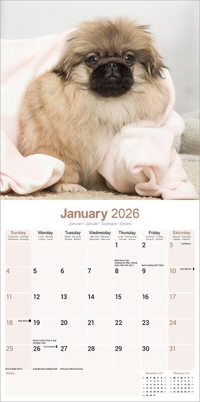 Pekingese Calendar 2026 Planner
