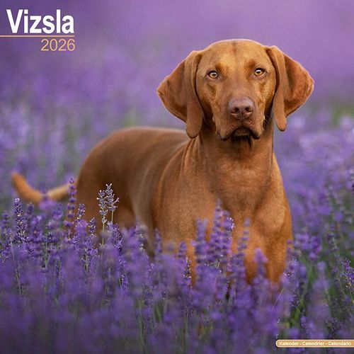 Hungarian Vizsla Calendar 2026