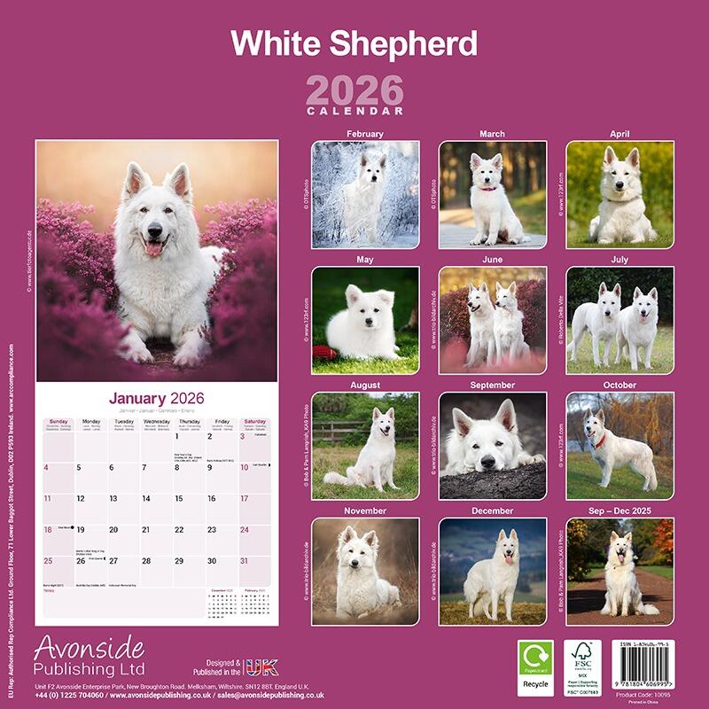 White Shepherd Wall Calendar 2026