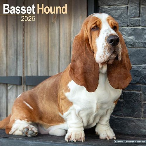 Basset Hound 2026 Calendar