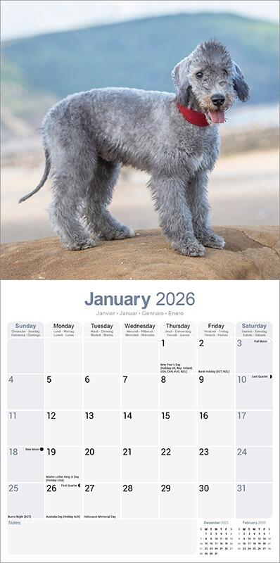 Bedlington Terrier Calendar