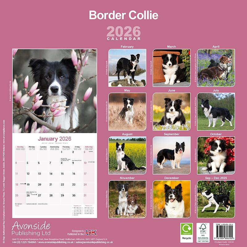 Border Collie Calendar 2026