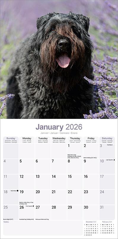 Bouvier des Flandres Calendar Inside