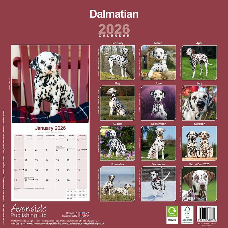 Dalmatian Wall Calendar 2026