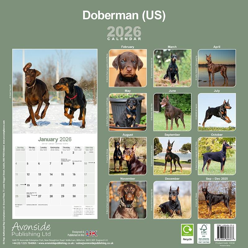 Dobermann (US) Wall Calendar 2026