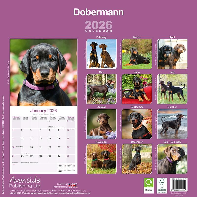 Dobermann Wall Calendar 2026