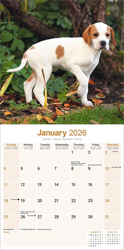 English Pointer Calendar 2026 Planner