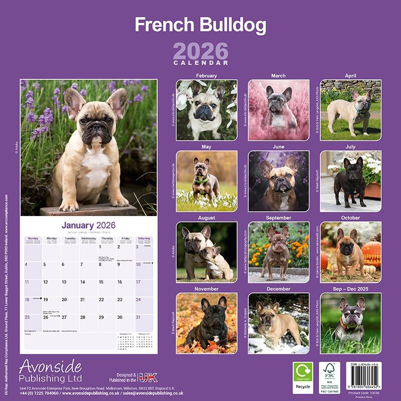 French Bulldog Wall Calendar 2026