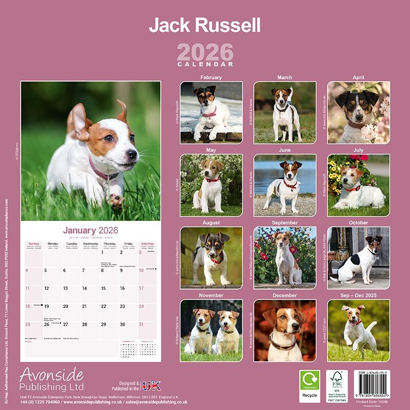 Jack Russell Wall Calendar 2026