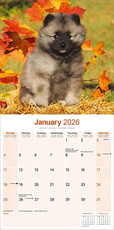 Keeshond Calendar 2026 Planner
