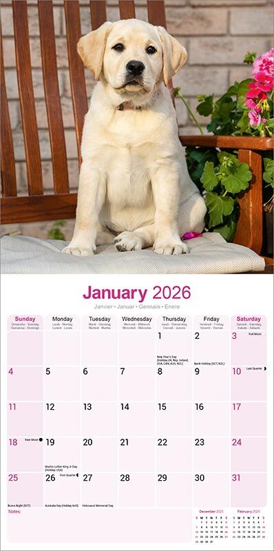 Yellow Labrador Calendar 2026 Planner