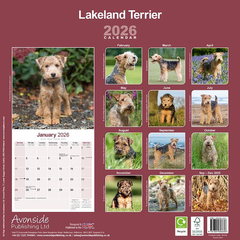 Lakeland Terrier Wall Calendar 2026