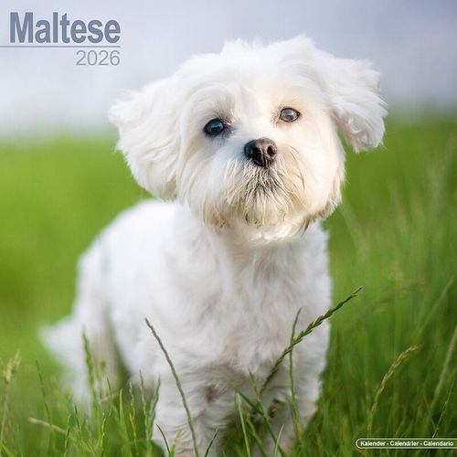 Maltese Calendar 2026
