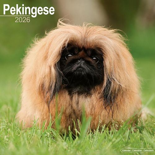 Pekingese Calendar 2026