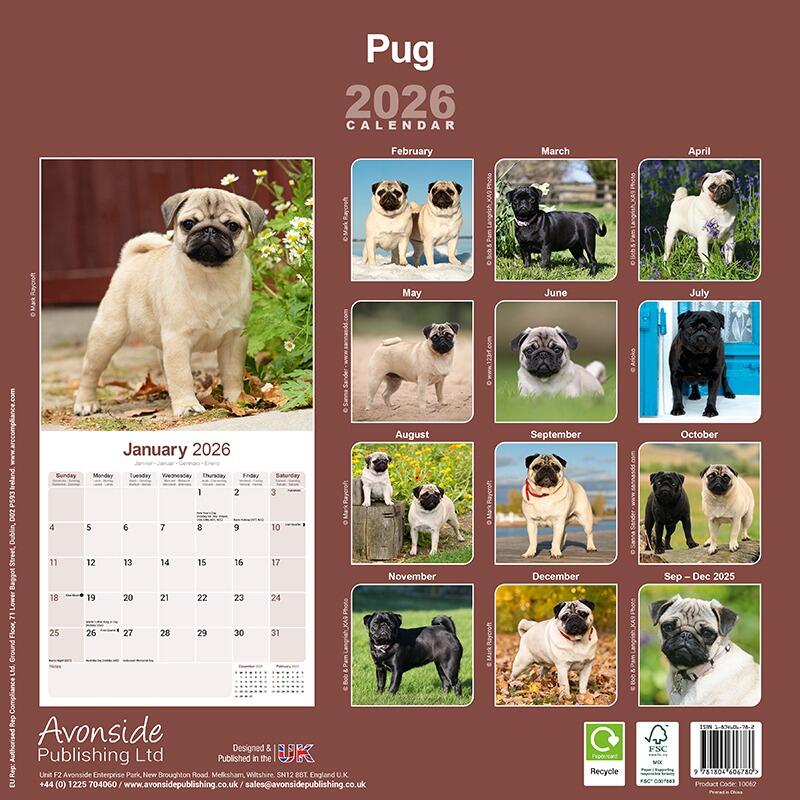 Pug Wall Calendar 2026