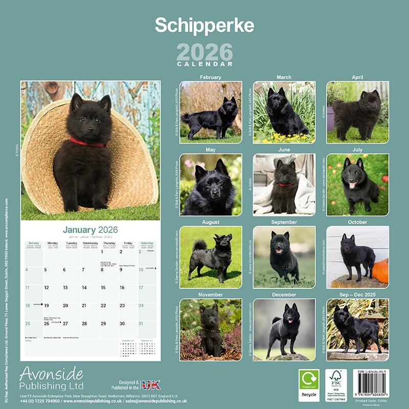 Schipperke Wall Calendar 2026