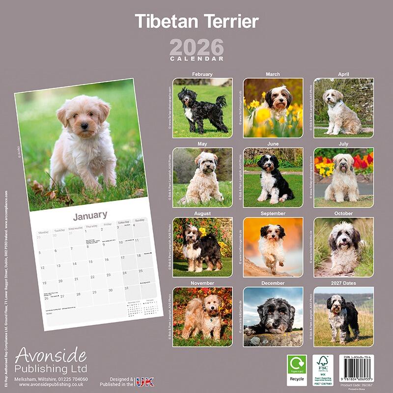 Tibetan Terrier Wall Calendar 2026