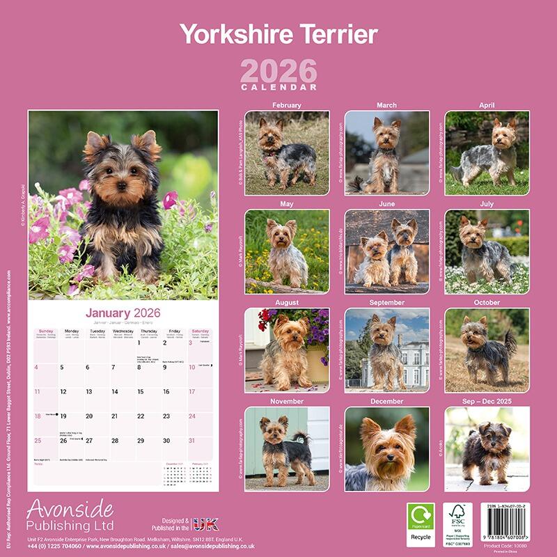 Yorkshire Terrier Wall Calendar 2026