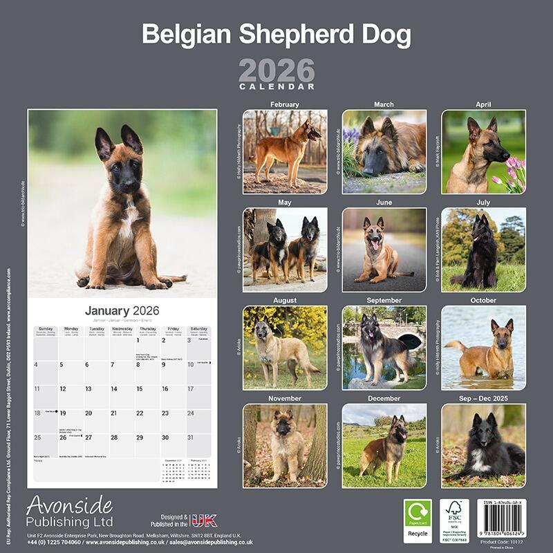 Belgian Shepherd Dog Breed Calendar