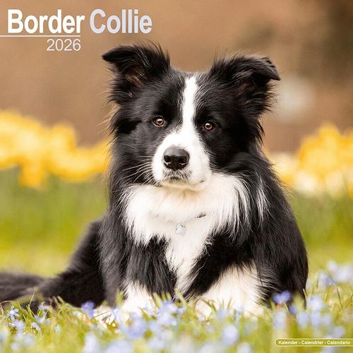 Border Collie Calendar