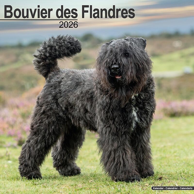 Bouvier des Flandres Calendar 2026