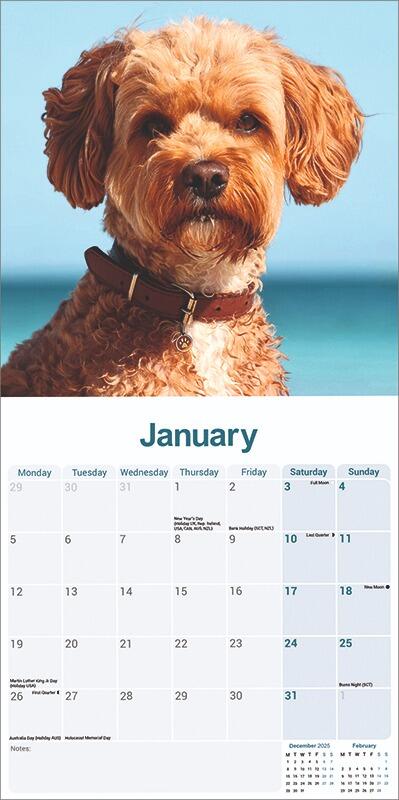 Cavapoo Calendar 2026 Inside