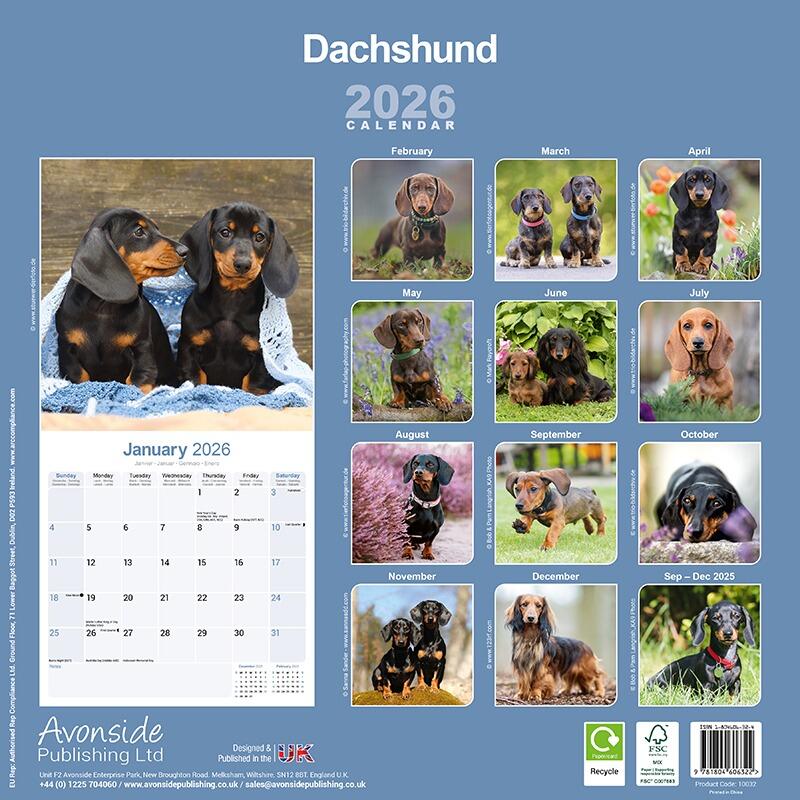 Dachshund Wall Calendar 2026