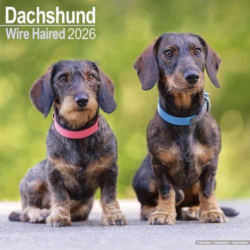 Wirehaired Dachshund Calendar 2026