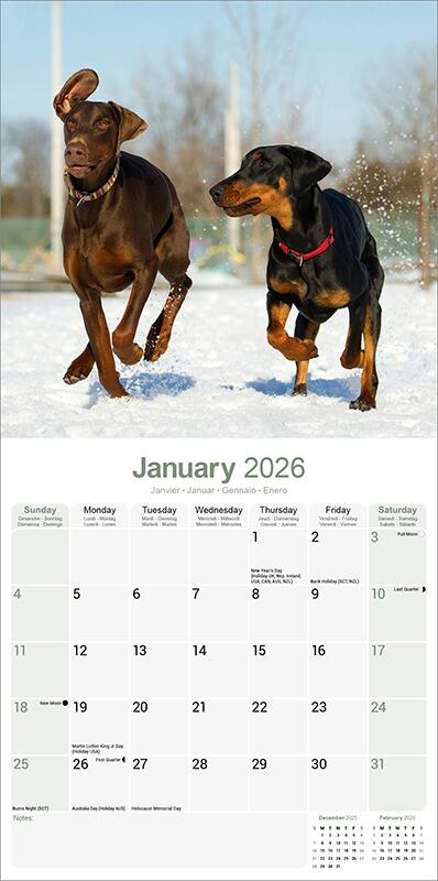 Dobermann (US) Calendar 2026 Planner