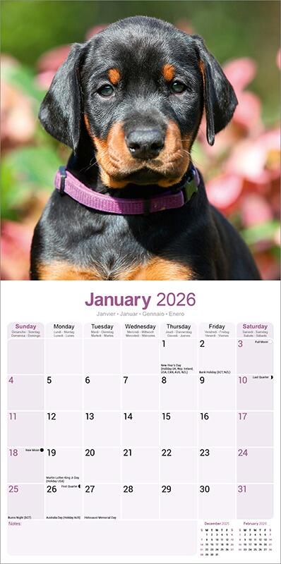 Dobermann Calendar 2026 Planner