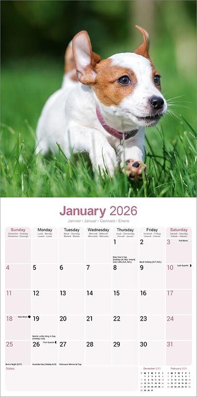 Jack Russell Calendar 2026 Planner