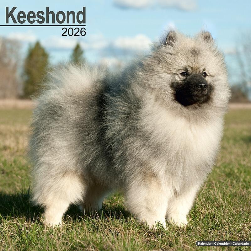 Keeshond Calendar 2026
