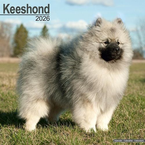 Keeshond Calendar 2026