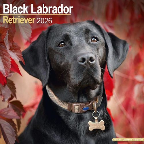 Black Labrador Calendar 2026