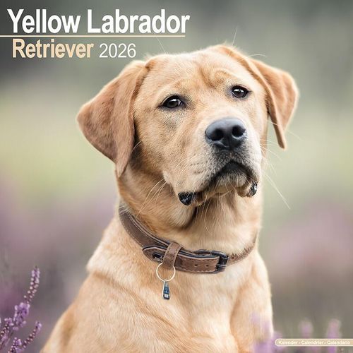 Yellow Labrador Calendar 2026