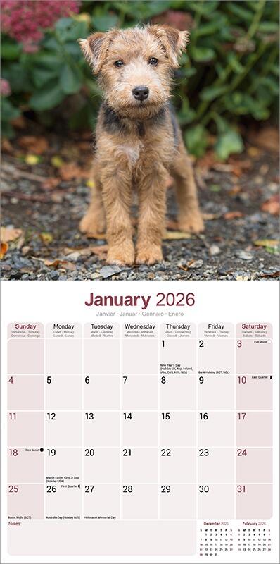 Lakeland Terrier Calendar 2026 Planner