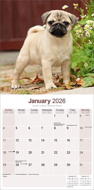 Pug Calendar 2026 Planner