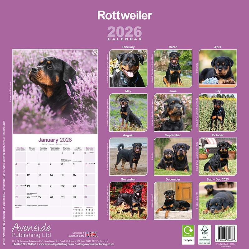 Rottweiler Wall Calendar 2026